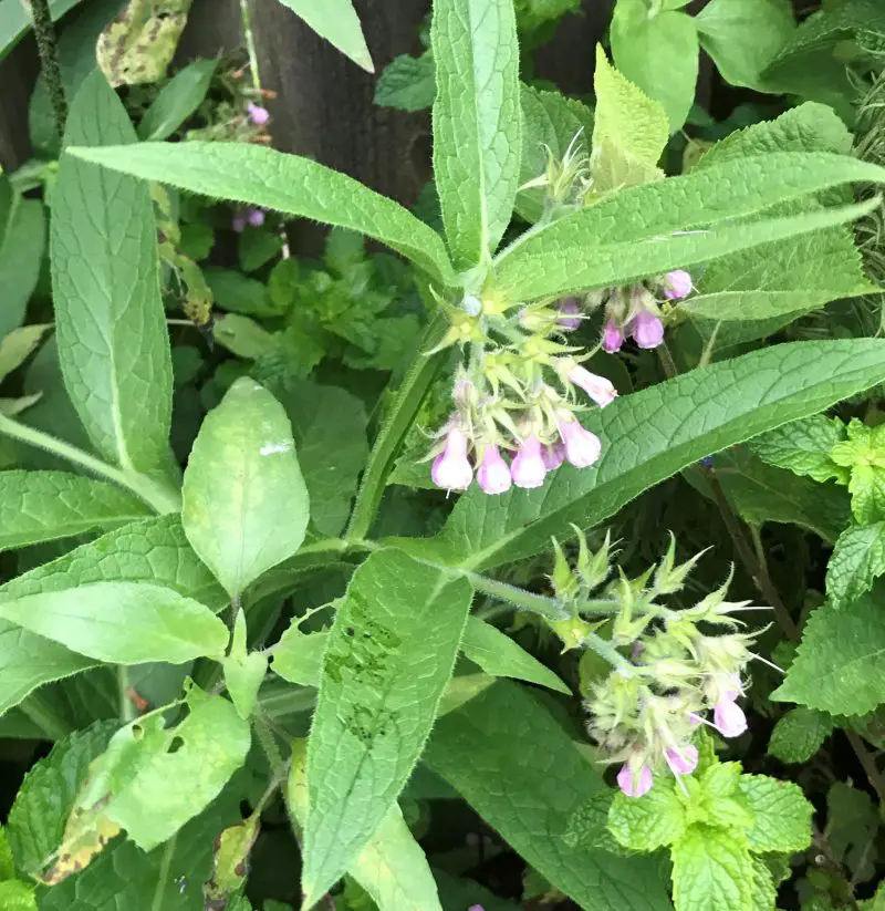 How to use comfrey in the garden