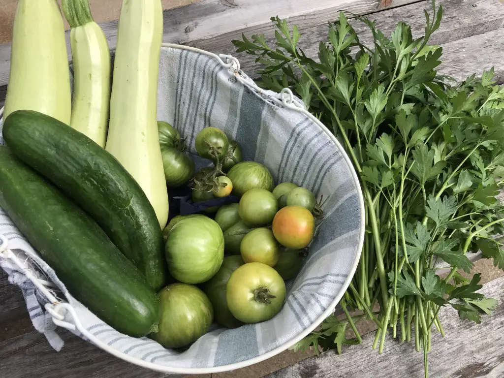 important gardening words for beginners