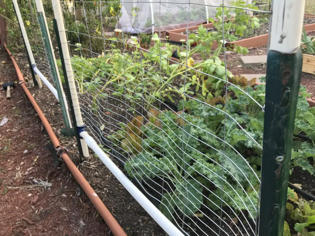 Easy DIY trellis