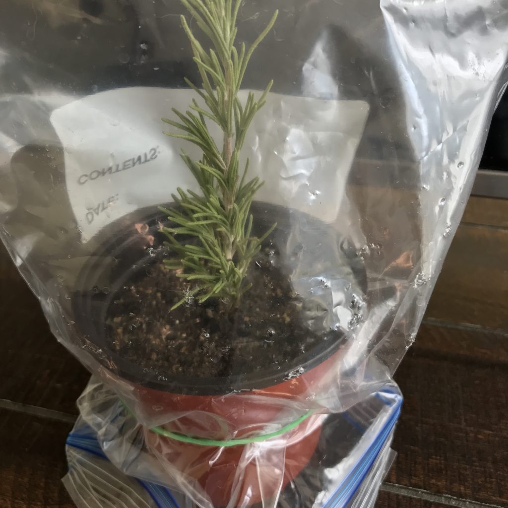 how to grow rosemary in central Texas