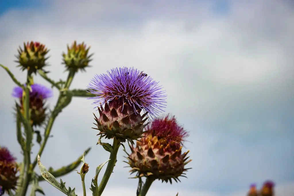 how to grow artichokes and cardoons