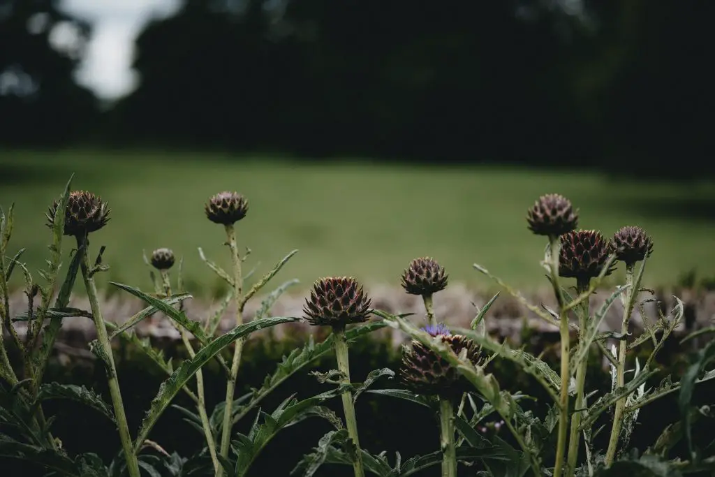 How to grow artichokes and cardoons