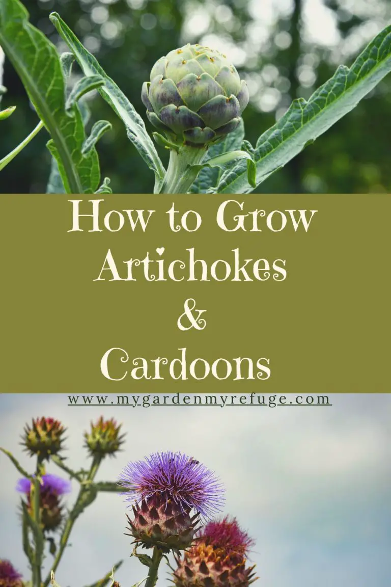 How to Grow Artichokes & Cardoons - My Garden My Refuge