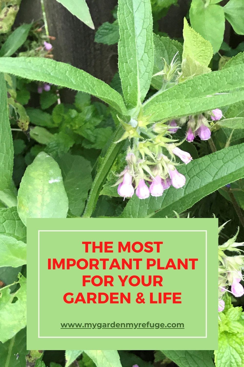 How To Use Comfrey In The Garden? Wellness Gardens