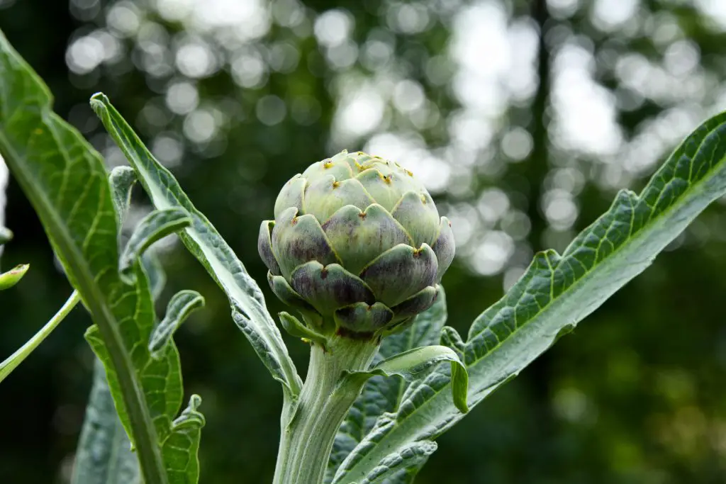 How to grow artichokes and cardoons 