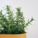 How to Grow Rosemary in Central Texas?
