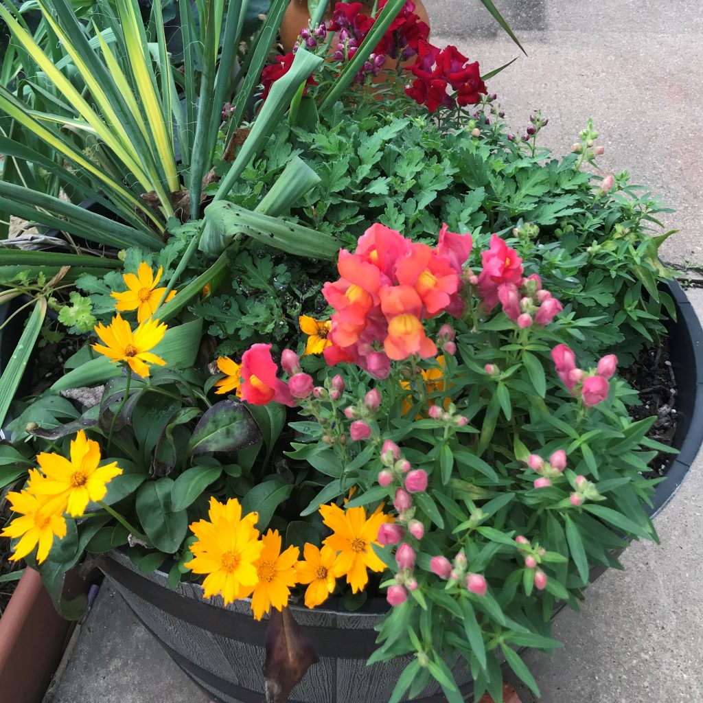 A Year of Gardening In Central Texas - Wellness Gardens