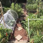9 Ways to Protect Your Garden From Predators?