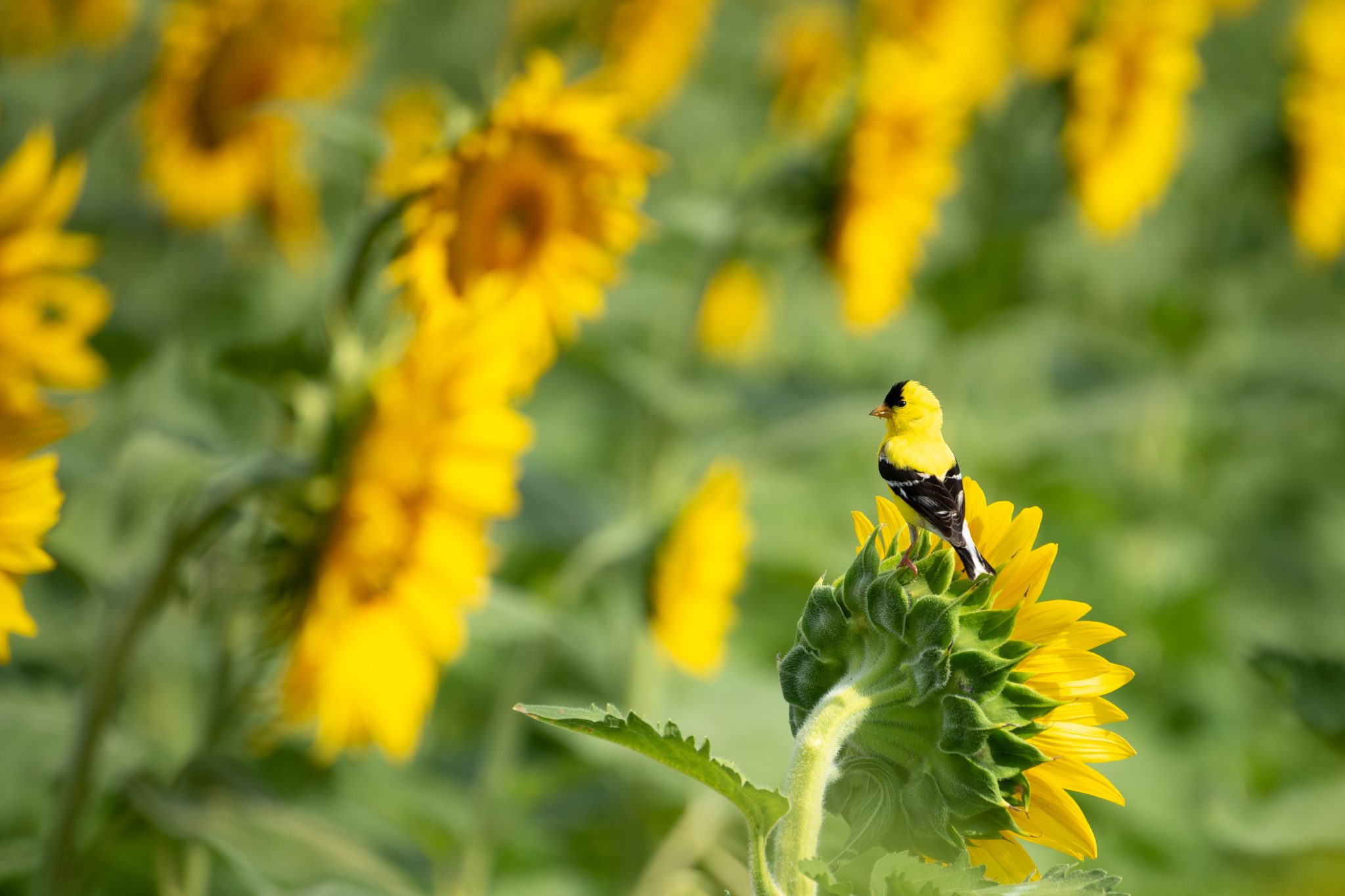9 Ways to Protect Your Garden From Predators? - My Garden My Refuge