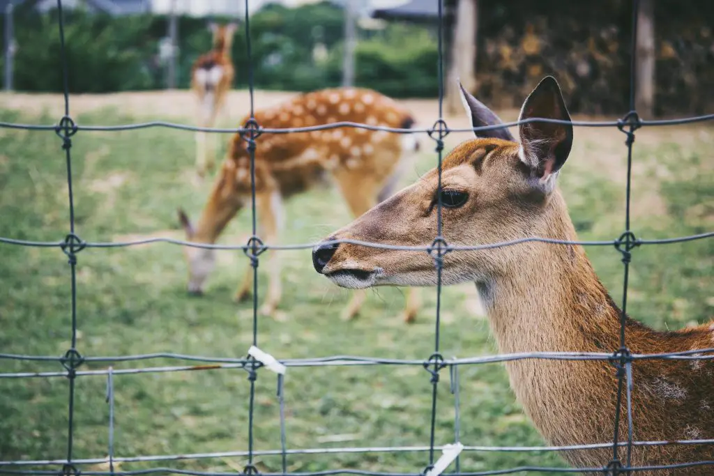 protect your garden from predators