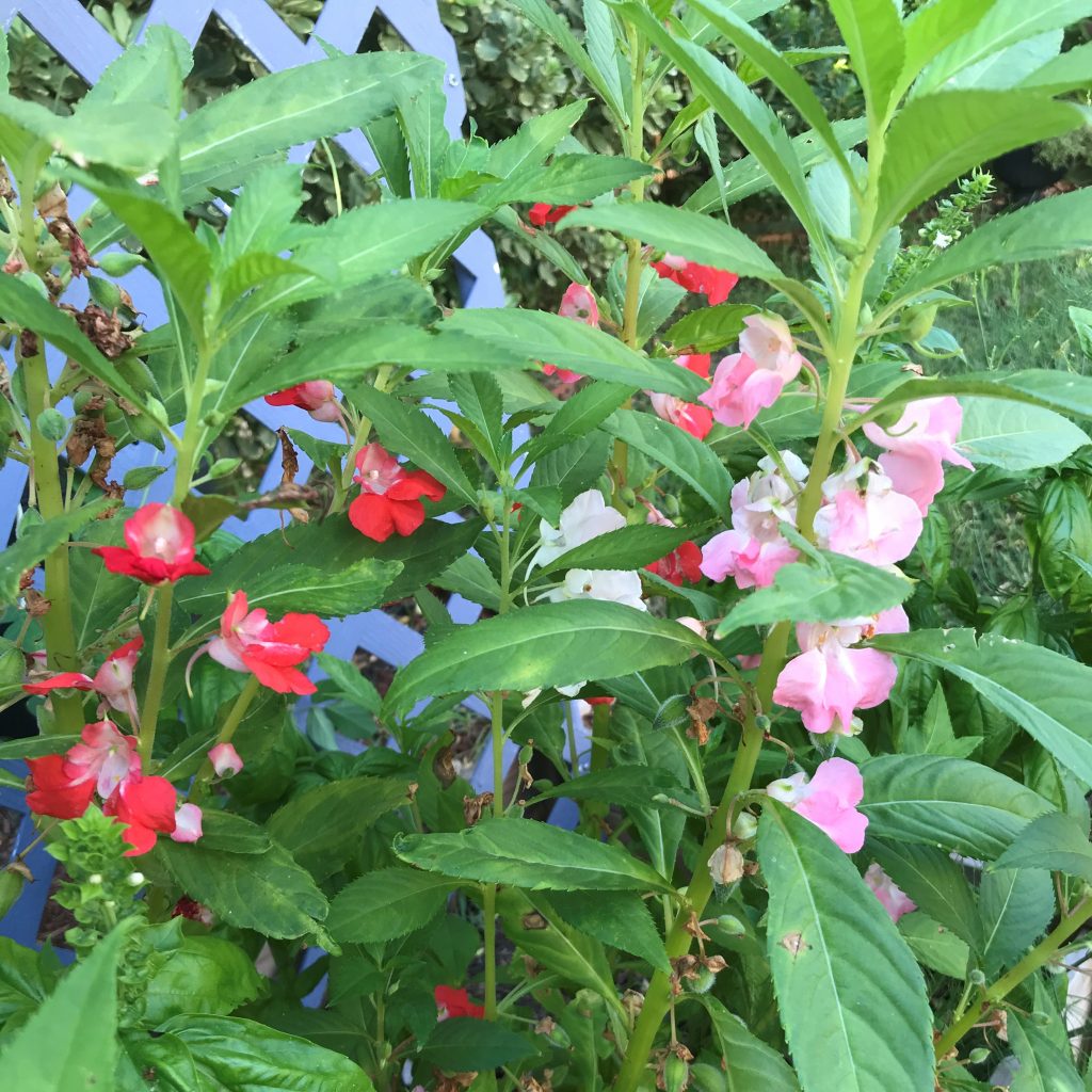 flowers to add to the vegetable garden