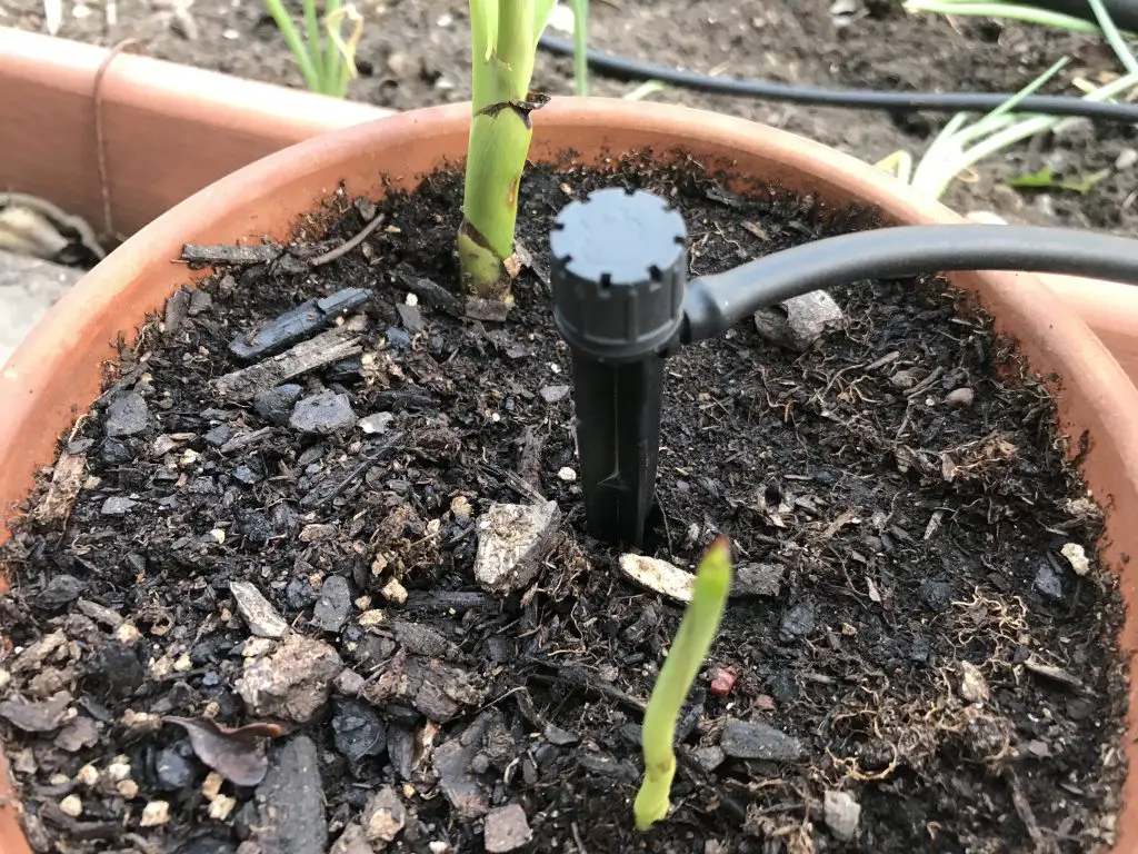 vegetable garden irrigation in a simple way