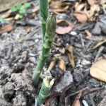 How to Grow Asparagus in Central Texas