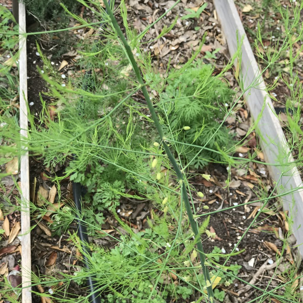 Asparagus plant