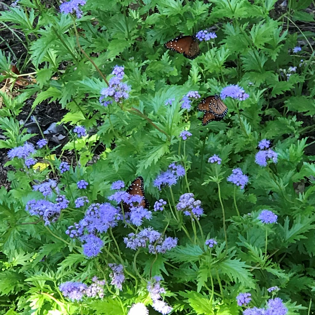 flowers to add to the vegetable garden