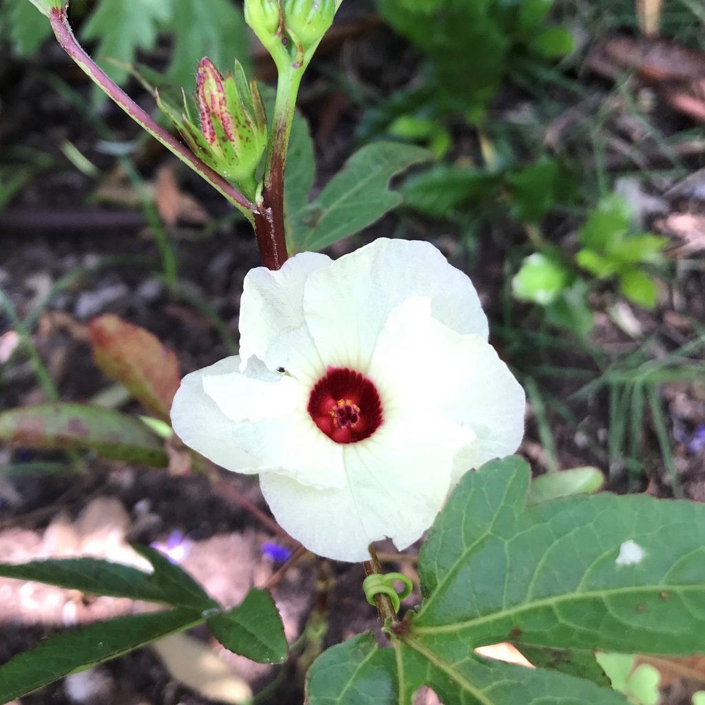 flowers to add to the vegetable garden