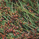 How to Manage Pests in The Warm Season