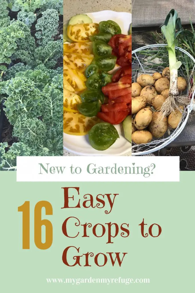 Top easy crops to grow for new gardeners