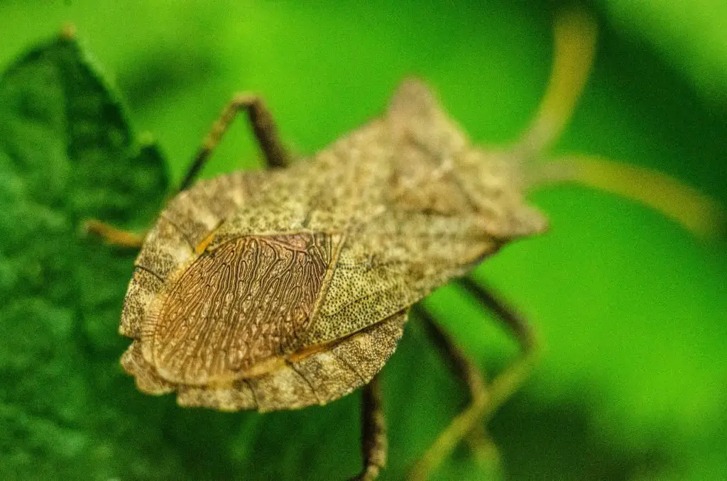 How to control pest during the warm season
