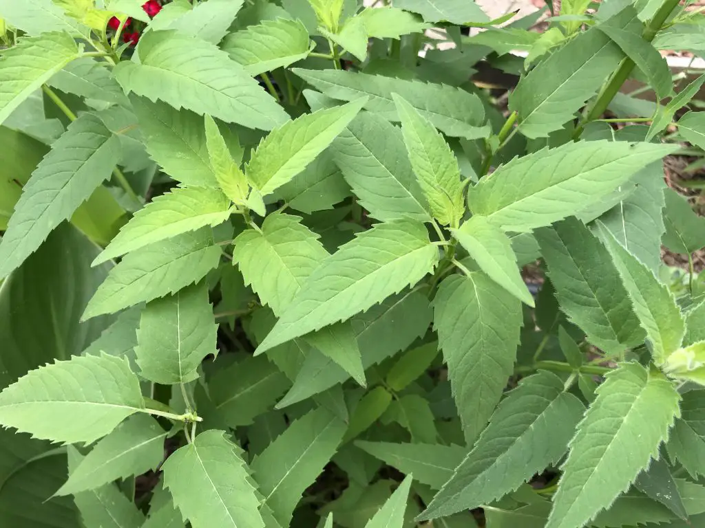 easy plants for a starter tea garden