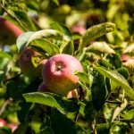 Complete Guide to Growing Fruit Trees in Central Texas
