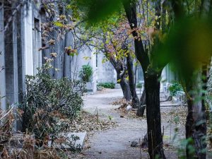 ways you are killing your garden
