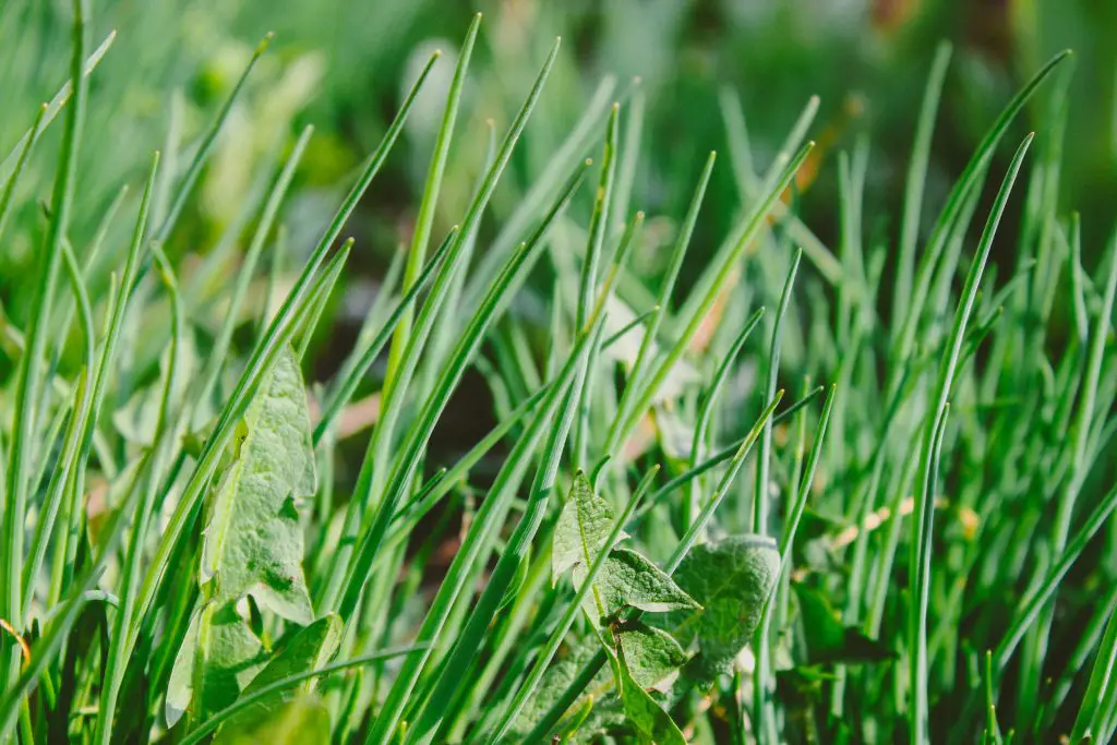 How to control weeds in the garden