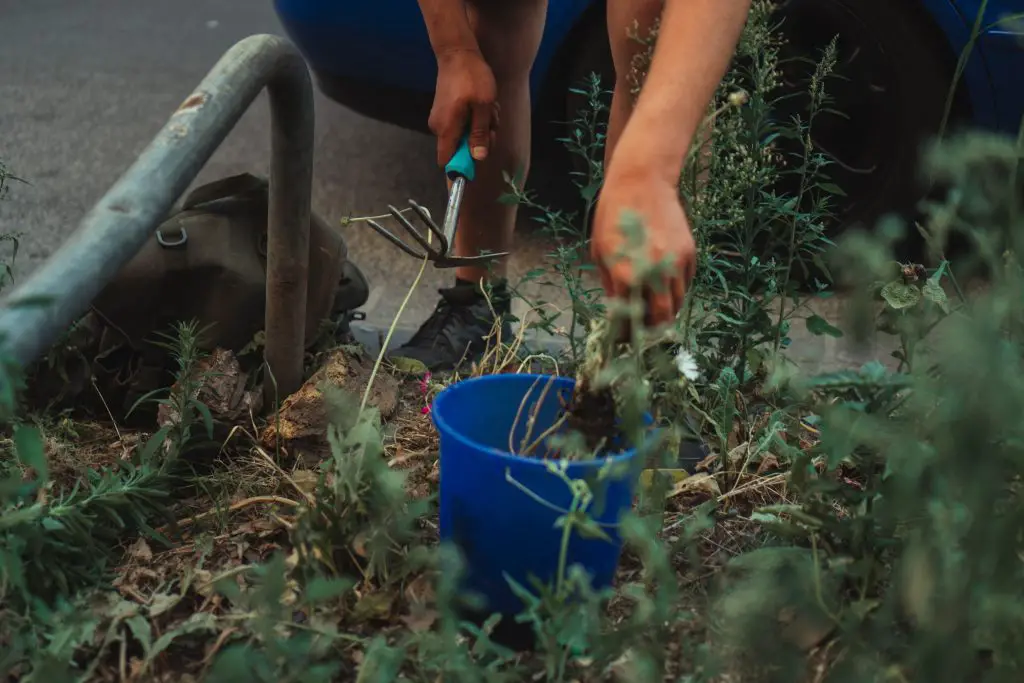 gardening and health