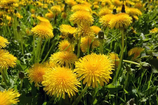 beautiful flowers for your tea