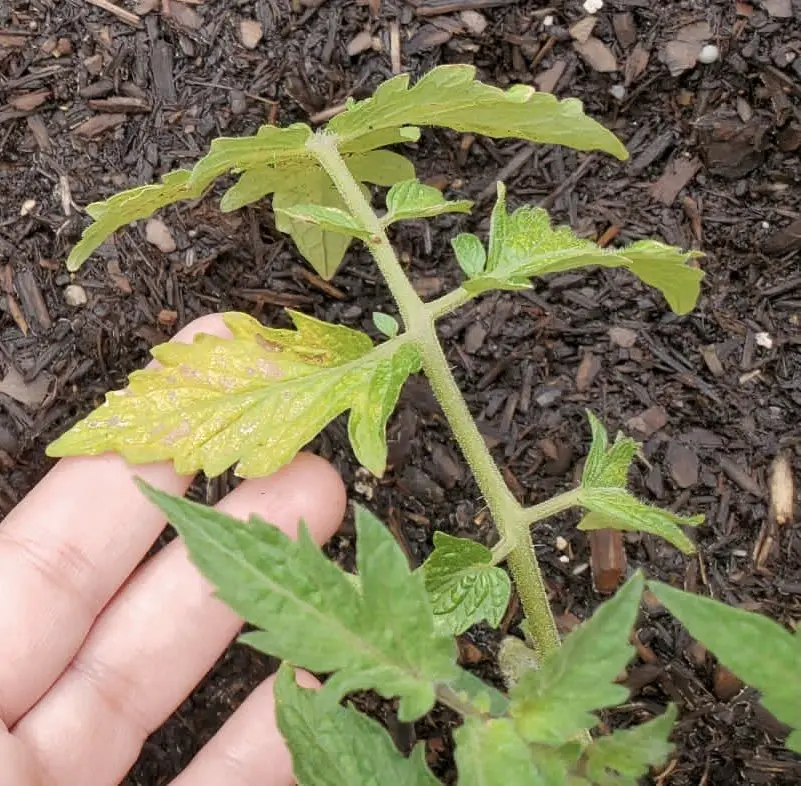 reasons your plants' leaves are turning yellow