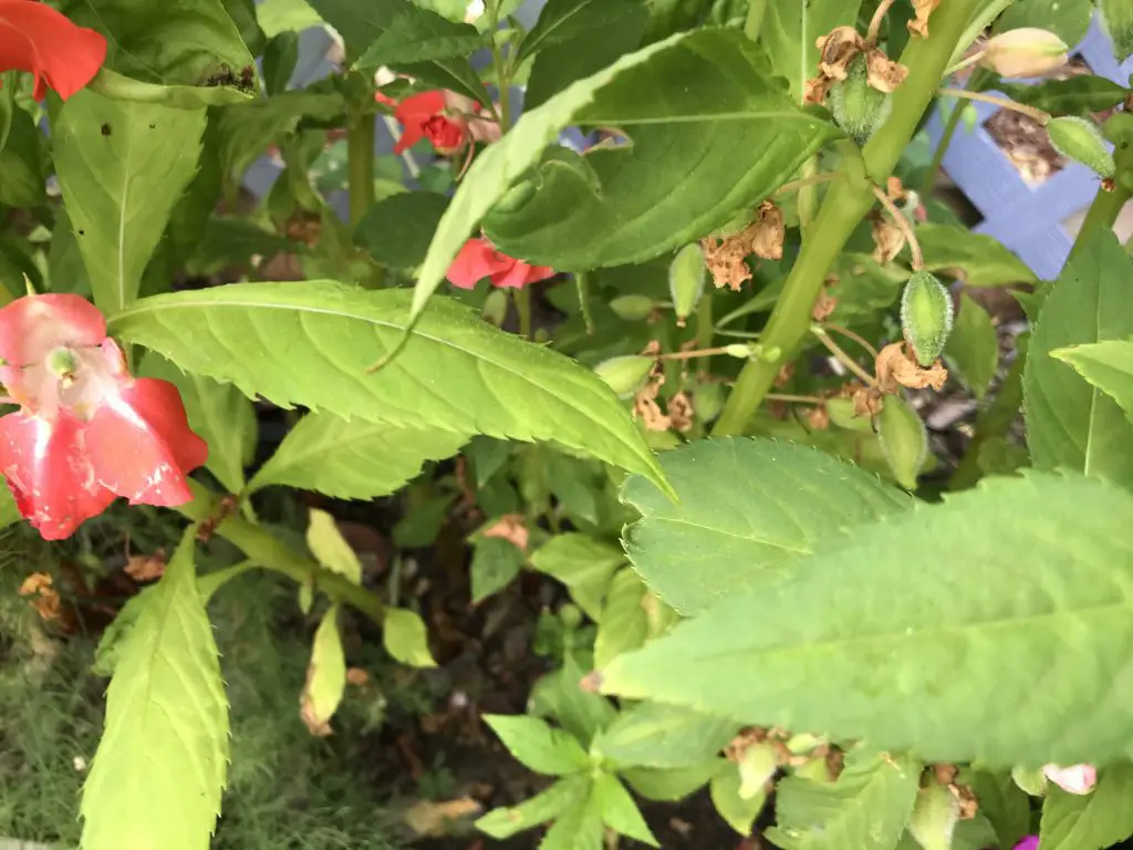 balsam flower