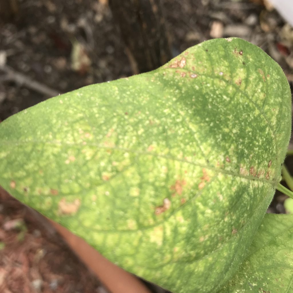 reasons your plants' leaves are turning yellow