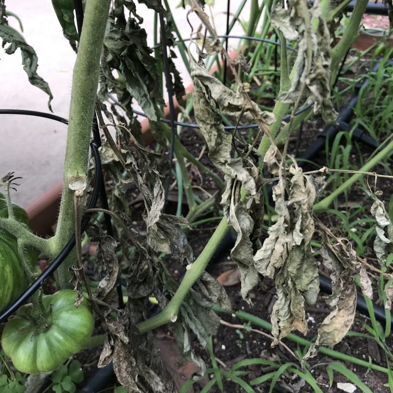 blight on tomatoes