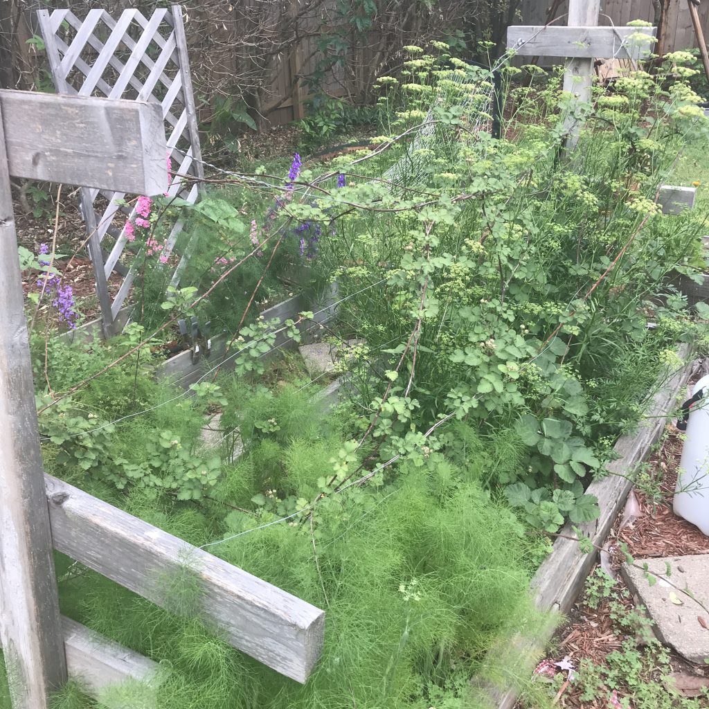 raspberry trellis