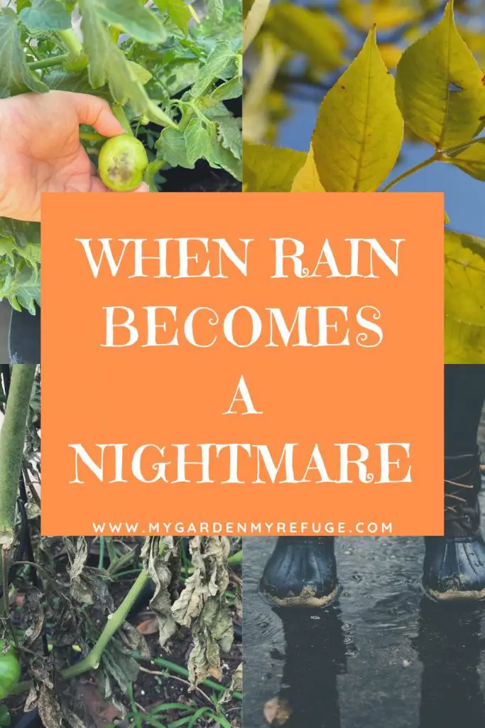 when rain becomes a garden nightmare
