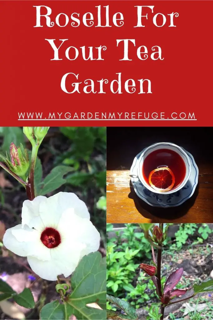 How to grow roselle in central Texas, Austin.