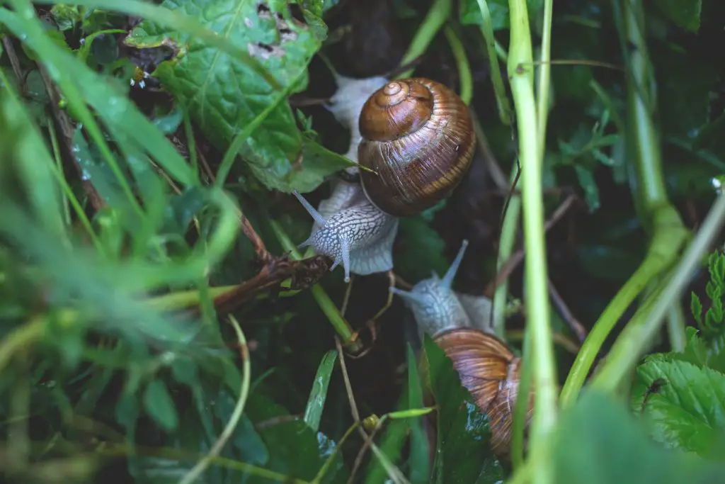 When rain becomes a garden nightmare
