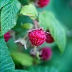 How to Grow Raspberries in Central Texas