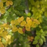 Reasons Your Plants’ Leaves Are Turning Yellow