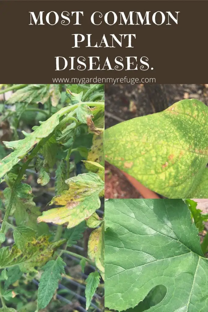 How to deal with diseases in the vegetable garden.  