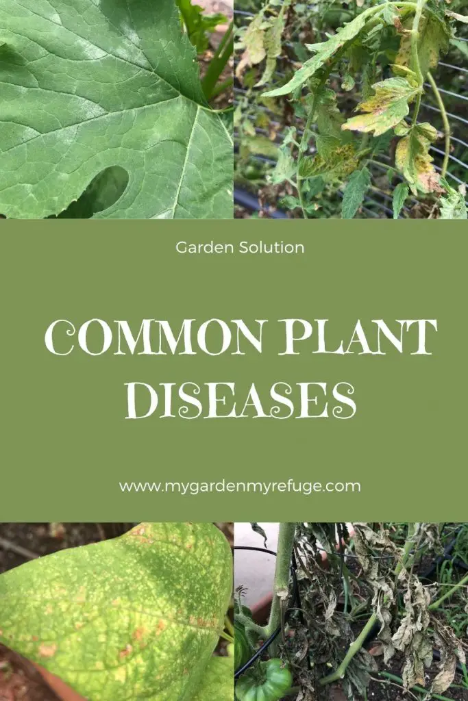 How to deal with the most common diseases in the vegetable garden. 