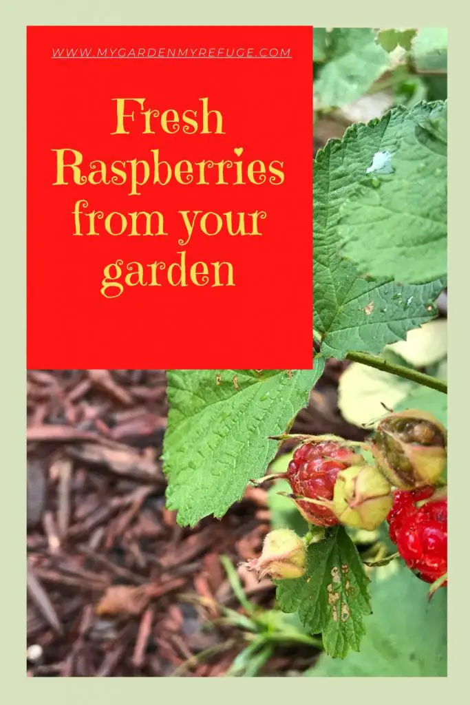 How to grow raspberries in central Texas