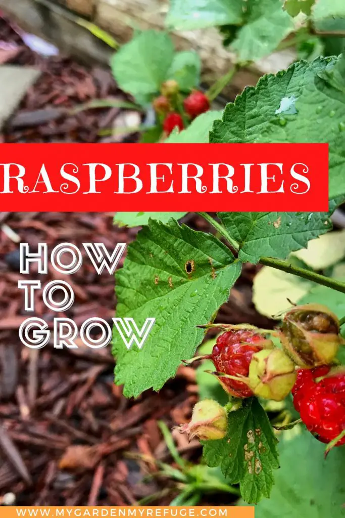 How to grow raspberries in central Texas