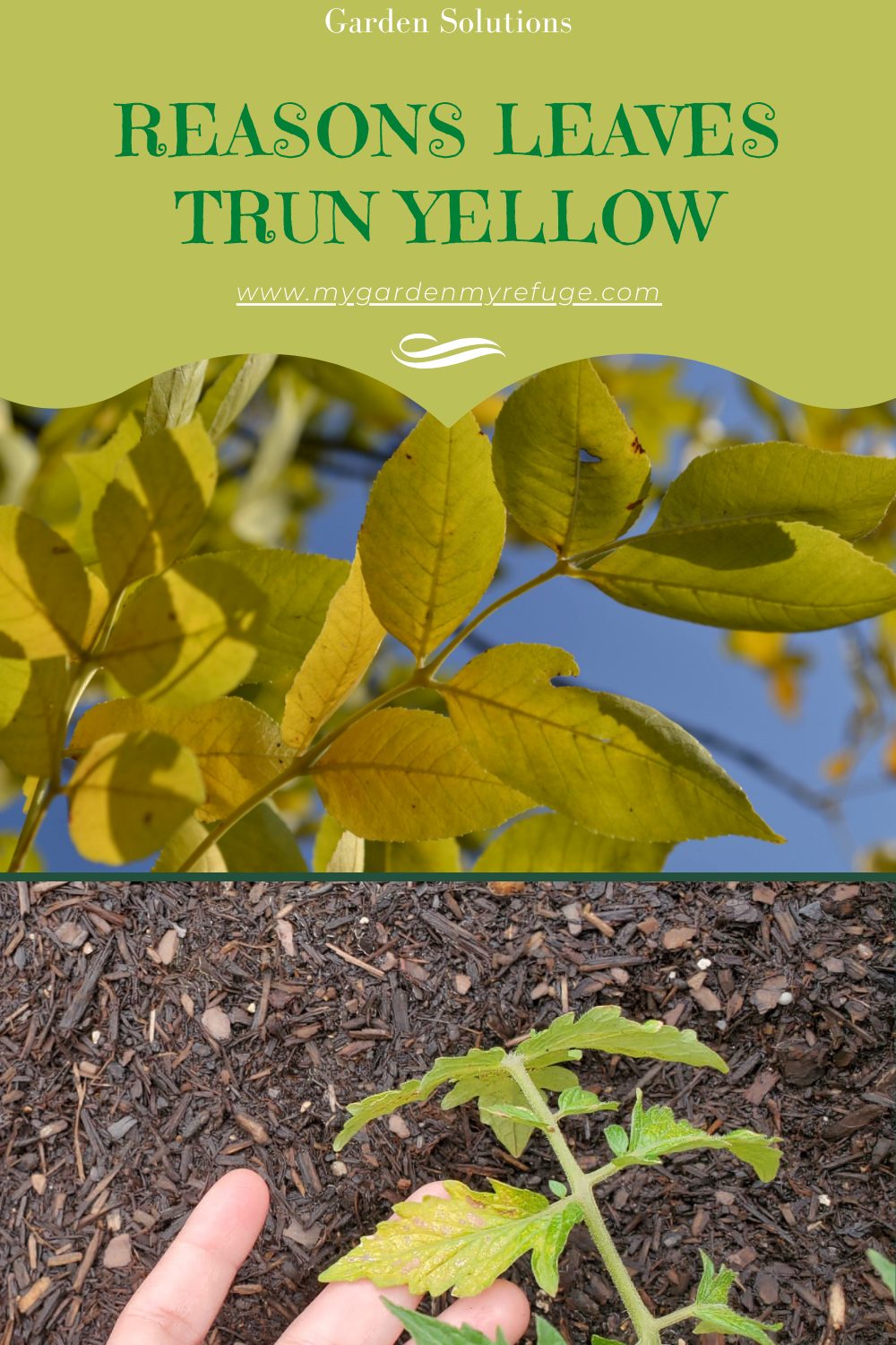 Reasons Your Plants' Leaves Are Turning Yellow - Wellness Gardens