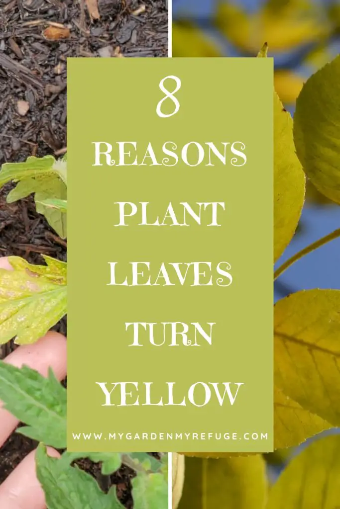 Reasons your plants' leaves are turning yellow