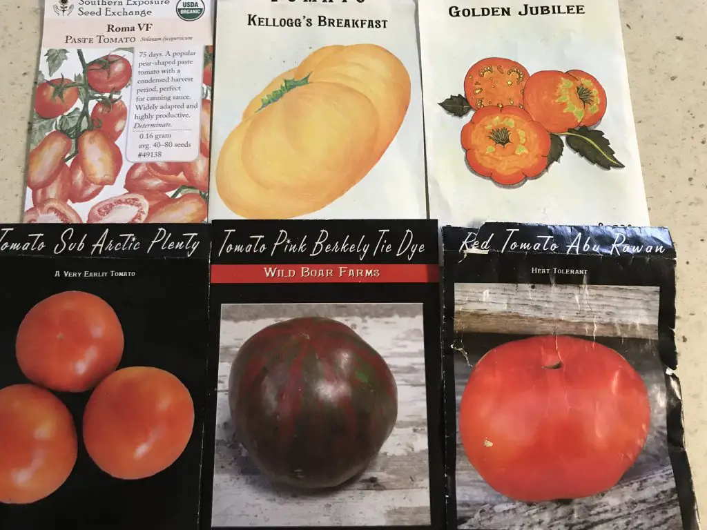 What makes the different shades of tomatoes?
