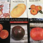 What to Look For on a Seed Packet?