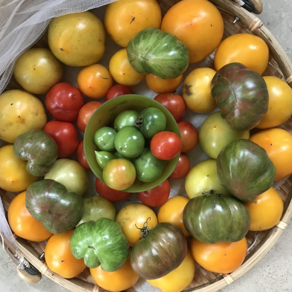 colorful tomatoes