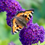 How to Grow Butterfly Bush (Buddleia)