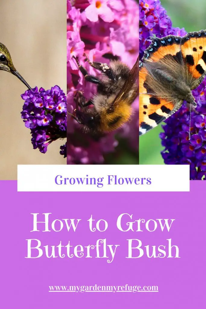 How to grow butterfly bush (buddleia)